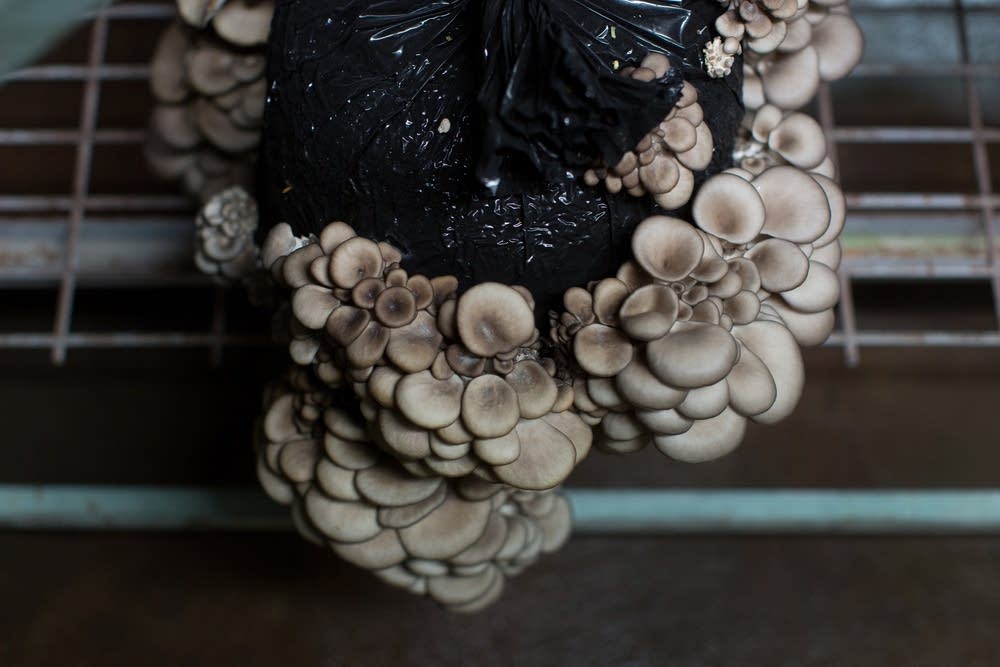 Oyster mushrooms