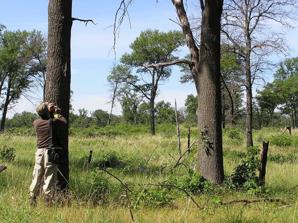 Listing nests
