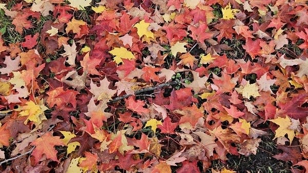 A breezy Sunday; highest rain chances in northern Minnesota