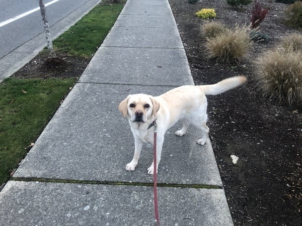 Rudy the PodDog goes for a walk