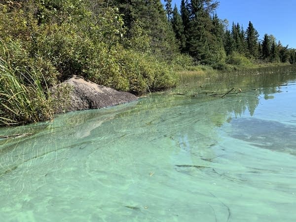 Boundary Waters algae blooms spark questions, concern