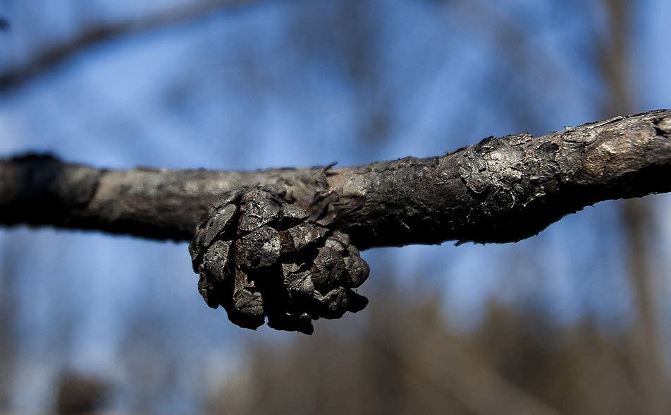 Burned pine cone