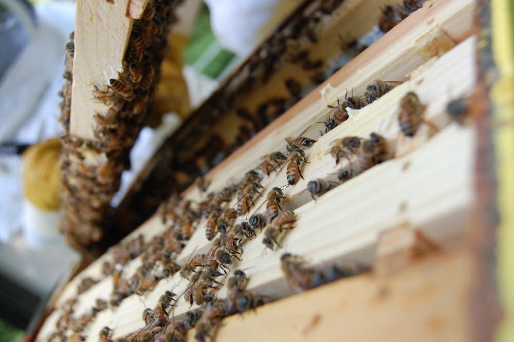 Bee hive
