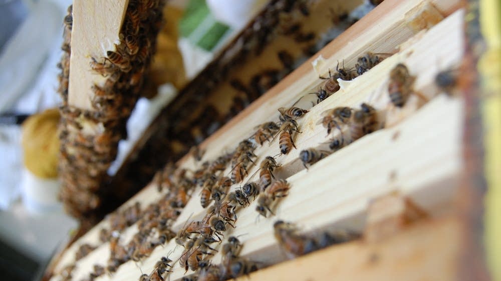Beekeeping in Minnesota MPR News
