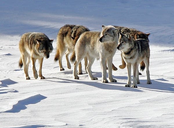 Isle Royale wolves