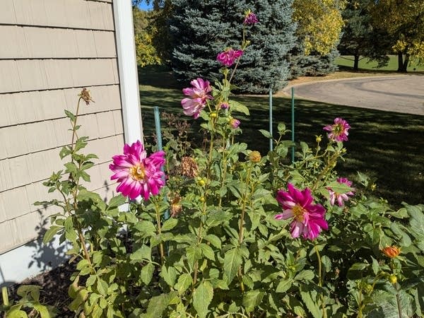 Dahlias on October 22 2
