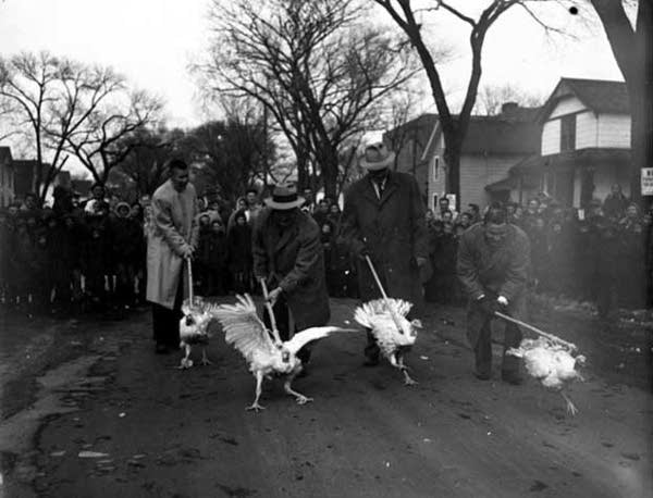 turkey_race_1955