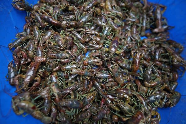 Rusty crayfish harvest