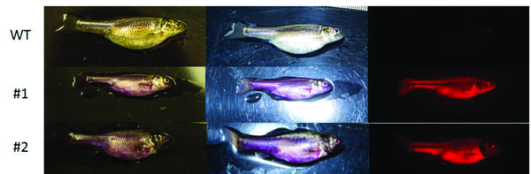 Wild-type fathead minnows (top) do not fluoresce (top row).