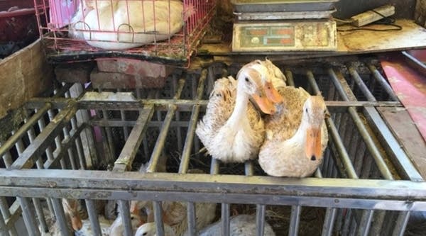 Scientists believe live bird markets like this one, in the city of Nanchang near Poyang Lake, have ideal conditions for the spread of the avian influenza.