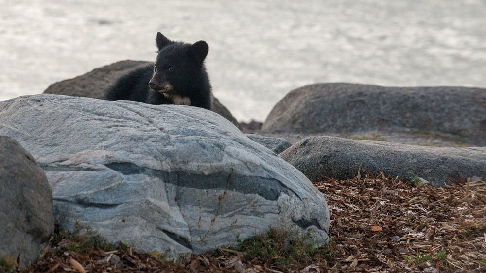 Get out there: 6 things to do in Grand Marais, Minn. - MPR News
