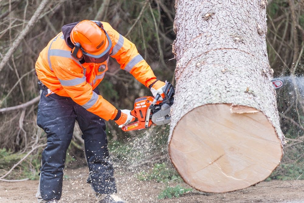 Scheff trims the trunk of the tree.