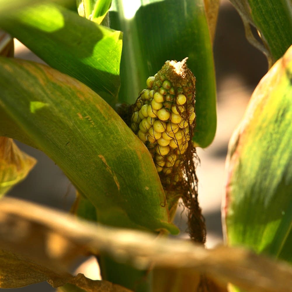 An ear of corn
