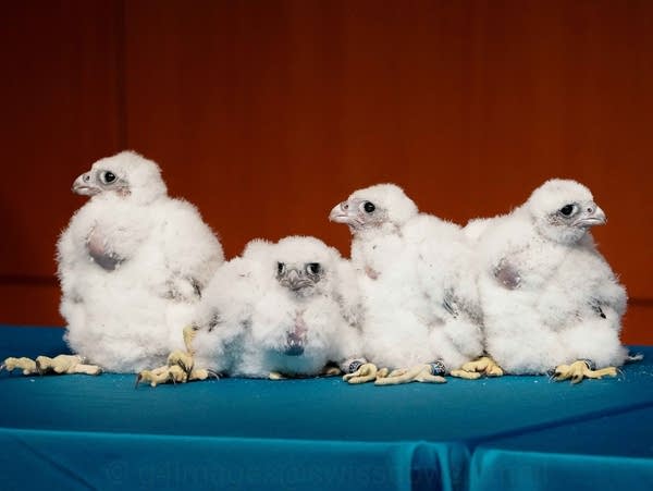 Mayo Clinic's newest batch of peregrine falcon chicks: Belle, Vega, Zephyr, and Mylo.