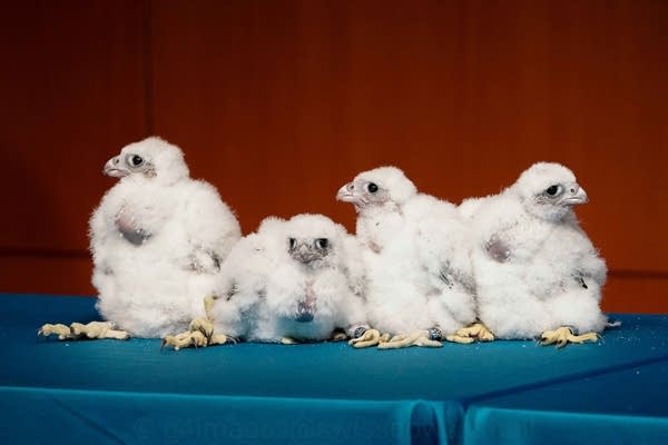Peregrine falcons at Mayo Clinic: How the world-renowned hospital came to raise birds of prey