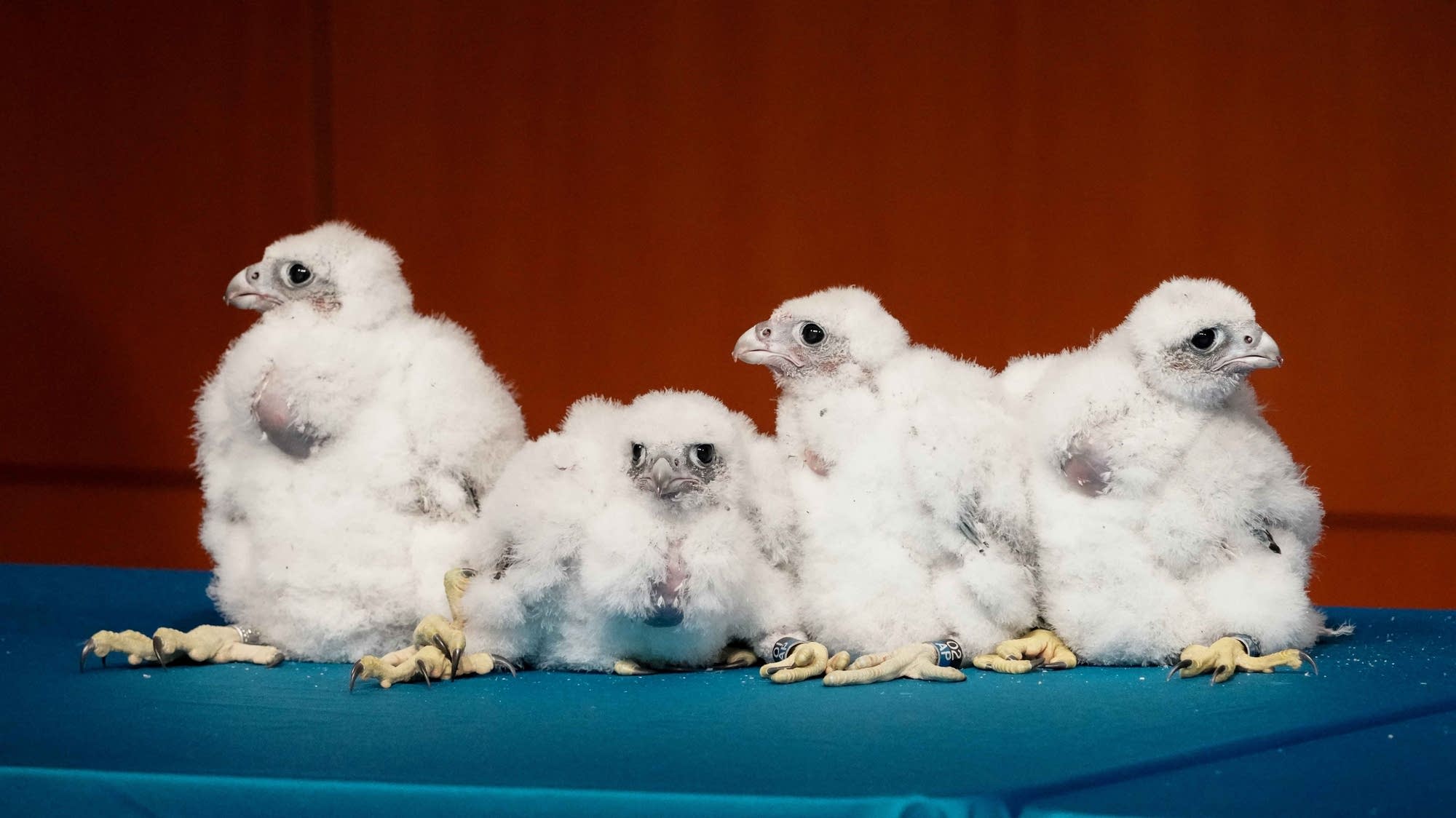 Mayo Clinic's rooftop peregrine falcons hatch 4 chicks