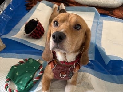 A dog stretches out with toys nearby.