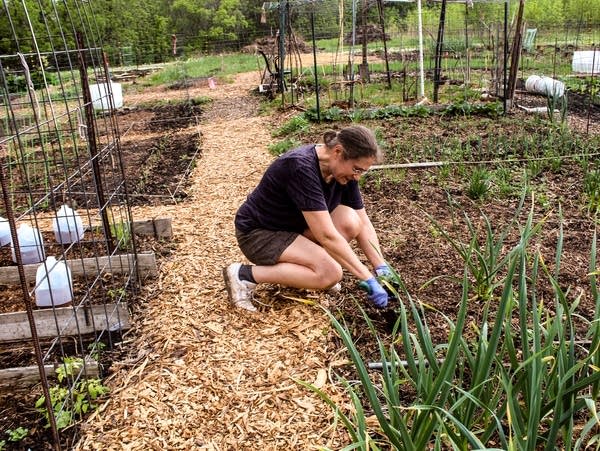 A woman kneels down to dig in the garden.