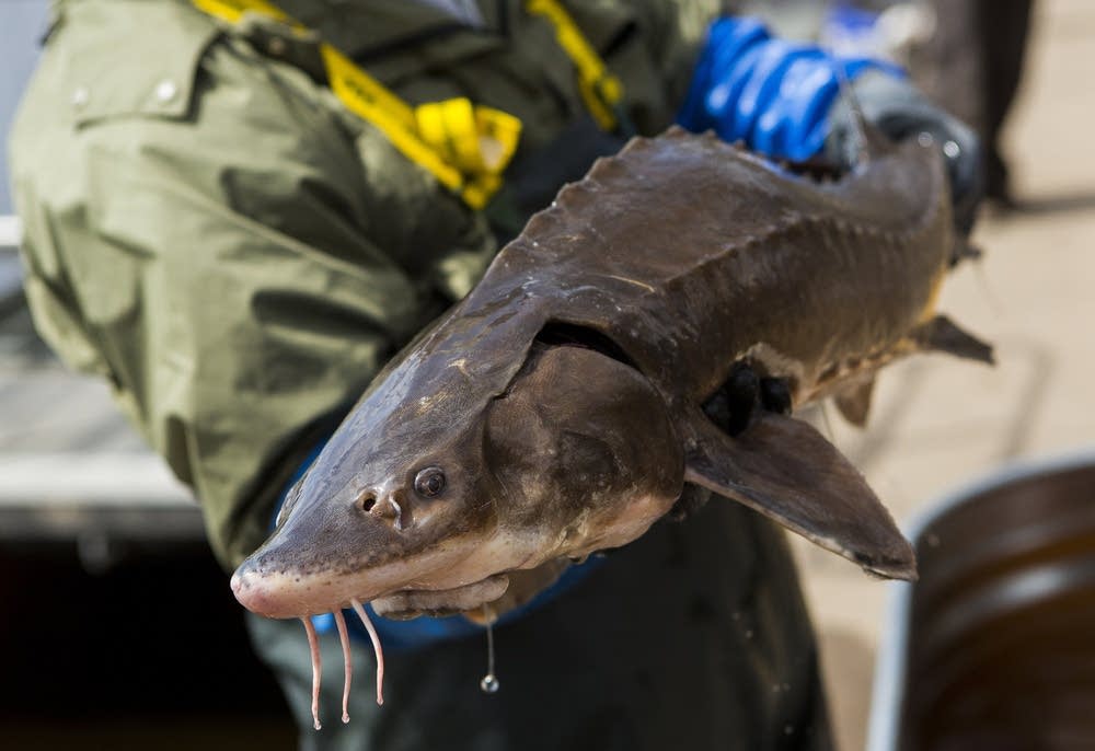 Sturgeon from the St. Louis River.