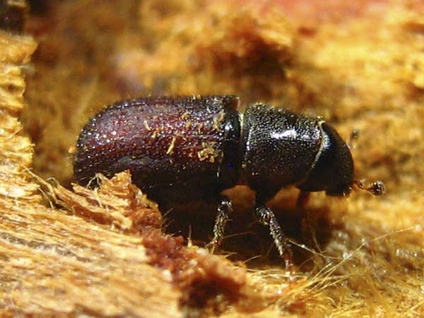 Eastern larch bark beetle