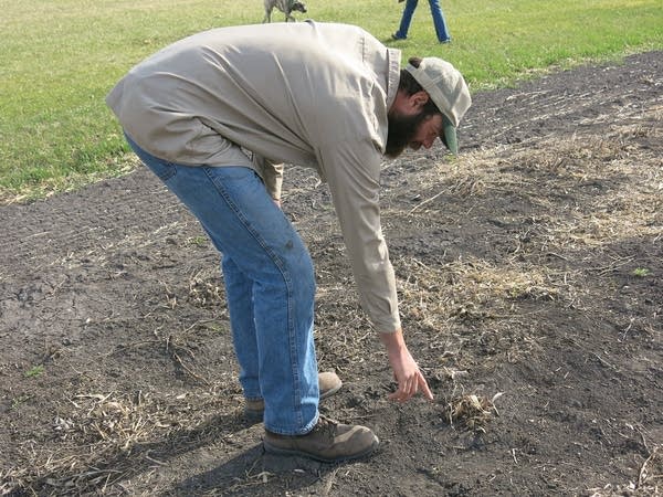 Ben Kragnes checks spears of asparagus