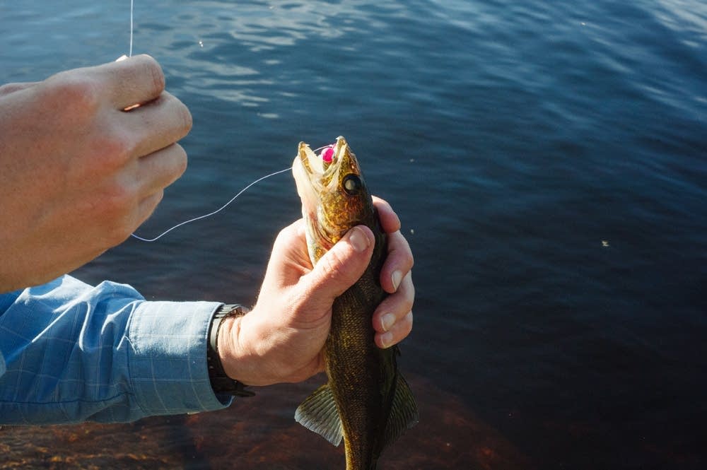 Walleye