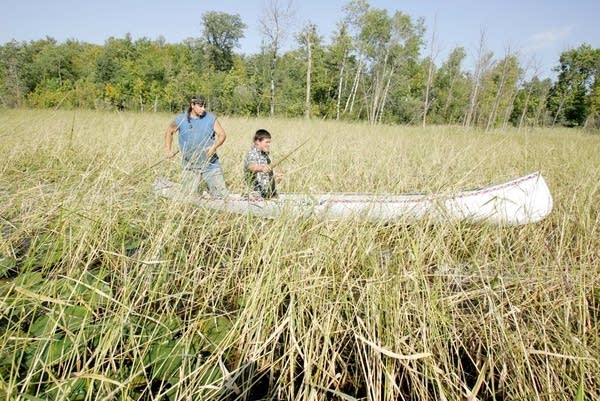 Wild rice harvesting