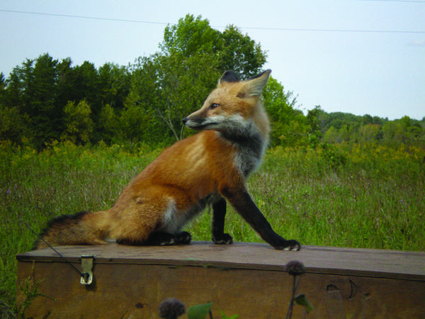 Rehabilitated red fox