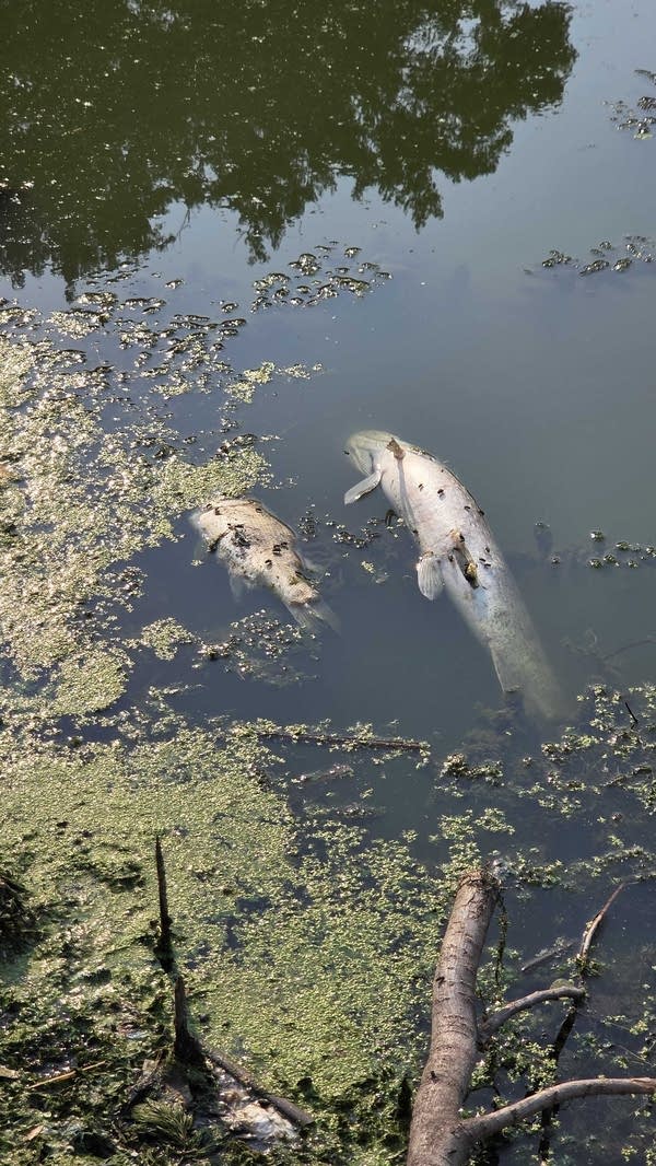Dead fish float to the surface of a lake.