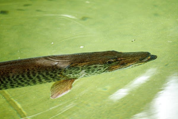Minnesota DNR fisheries staff to stock State Fair fish pond