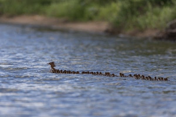 Make way for ducklings! Minnesota photographer gets rare shot