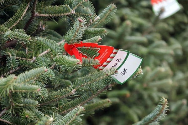 A price tag hangs off a branch.