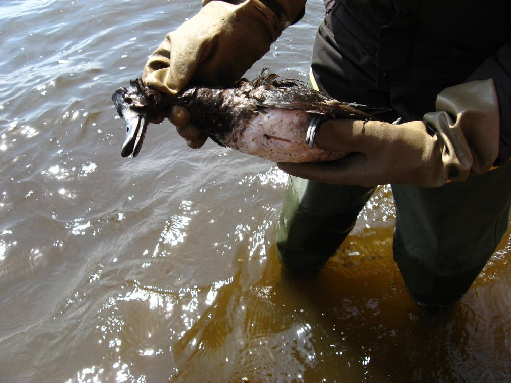 dead duck