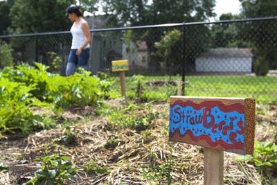 Garden is growing