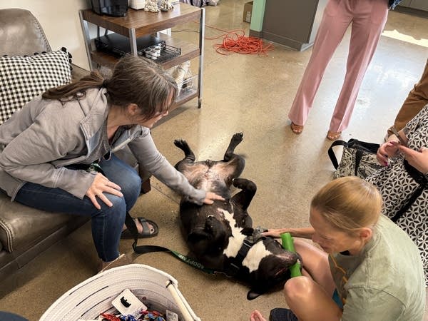 A dog rolls on his back while two women play with him.