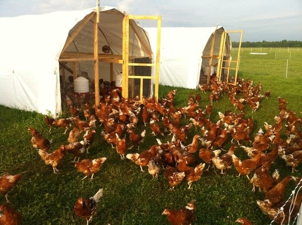 Chickens in the pasture at Locally Laid