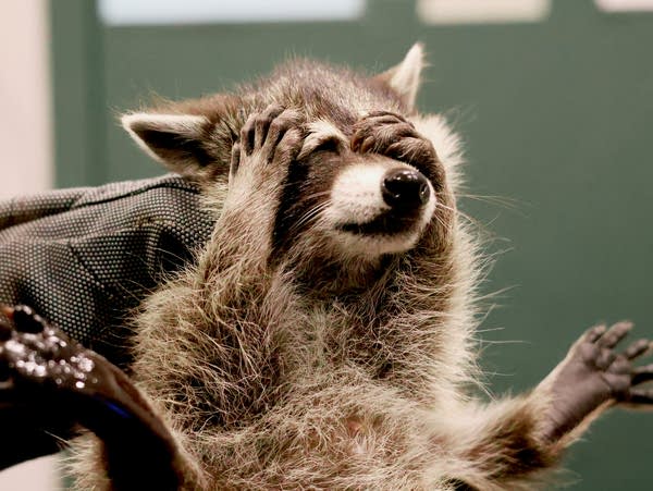 A raccoon held by a veterinarian covers its eyes with its paws.