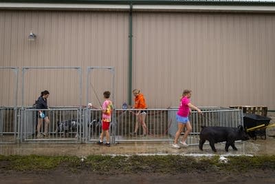 Students wash their pigs