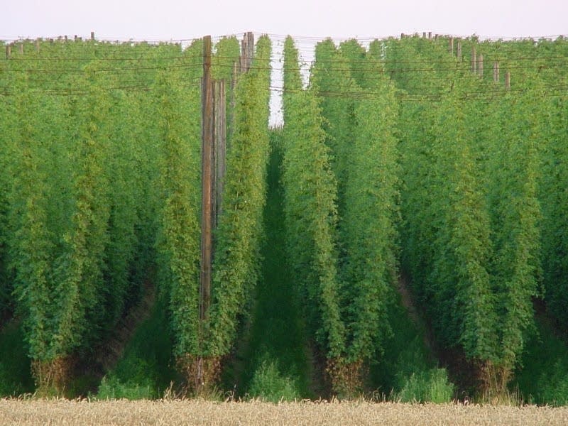 Hop yard