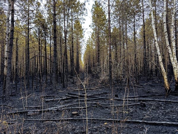 Damage from a wildfire-1
