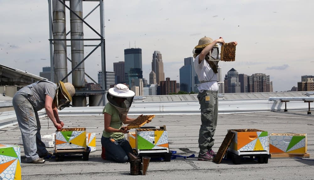 Checking colonies on the roof of the MIA.