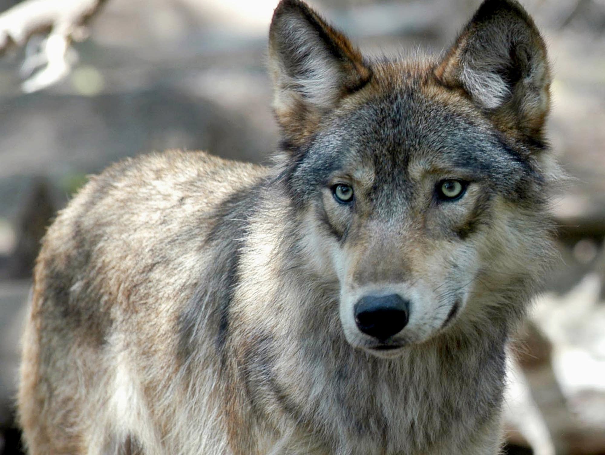 Gray Wolf Adaptations For Survival