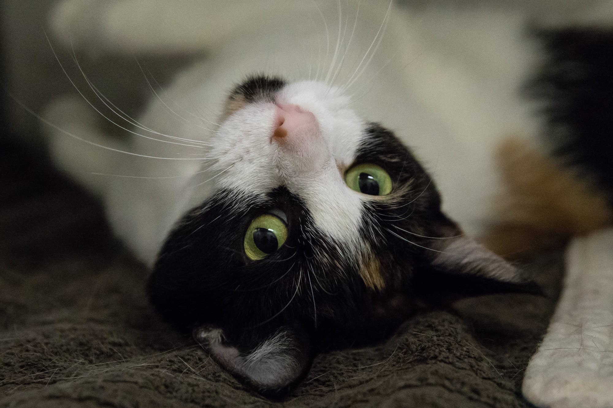 2-year-old Princess rolls on her back inside of her cage.