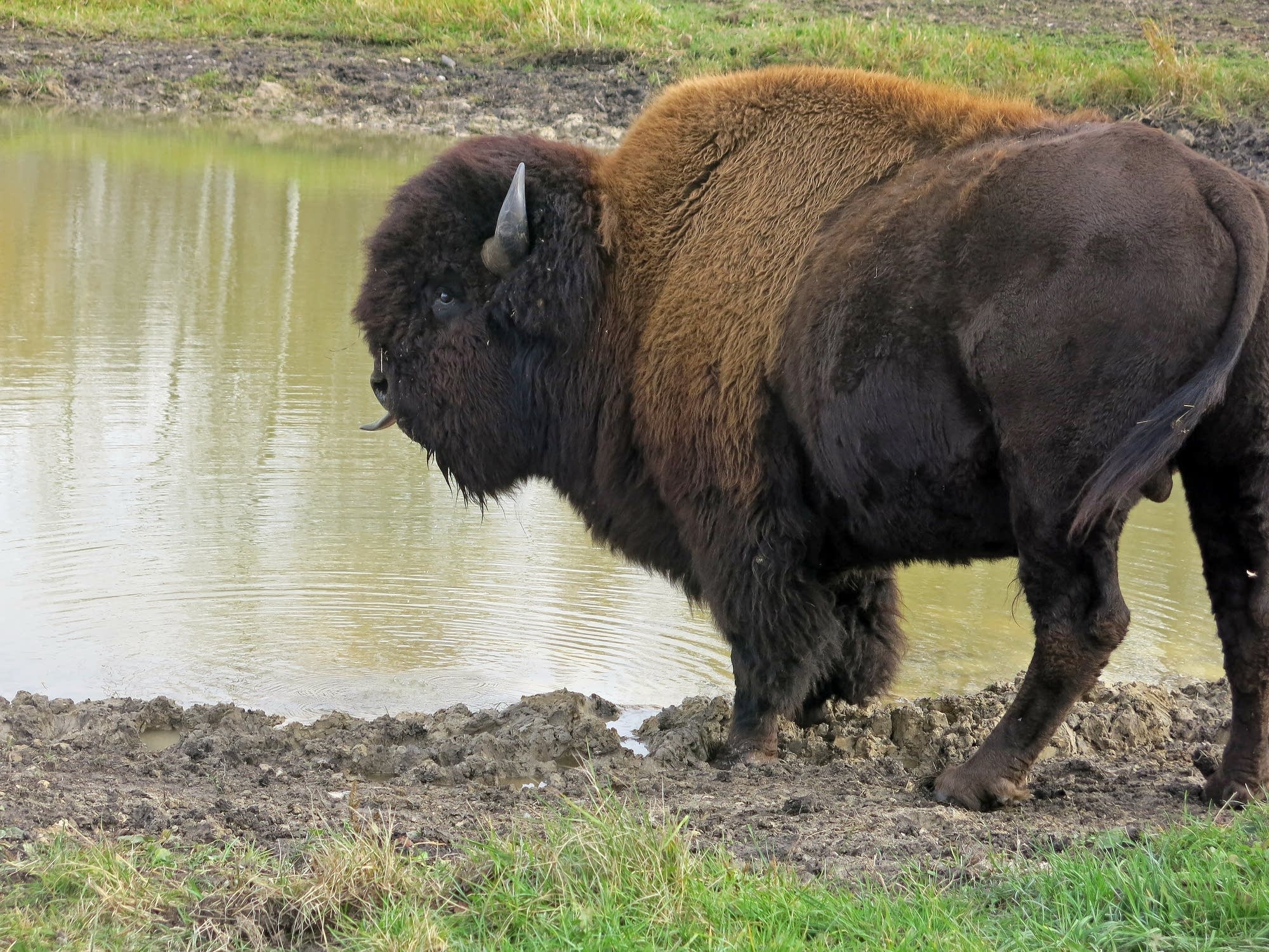 Marvin's buffalo herd roams nearly 300 acres.