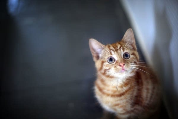 Cat got your tongue? Perhaps it was Milly, who was a 13-week-old kitten when this photo was taken.