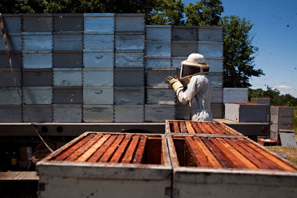 Hive health