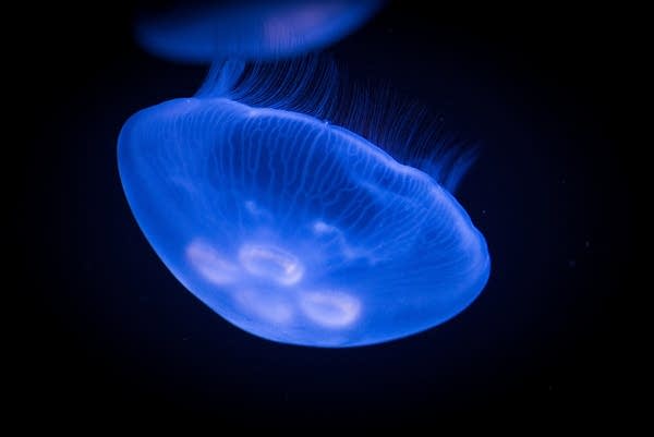 Poster Jellyfish