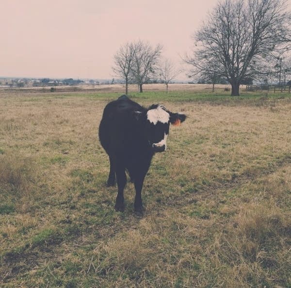 A lone cow standing in a field