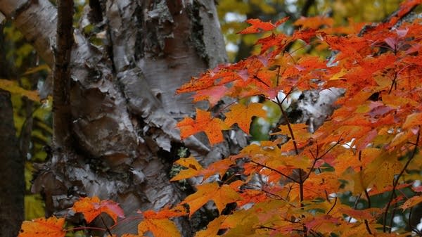 Fall colors in northern Minnesota