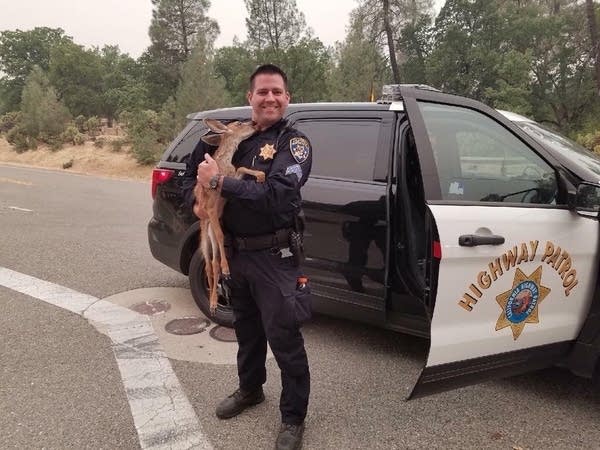 1,000 Words: The deer and the cop